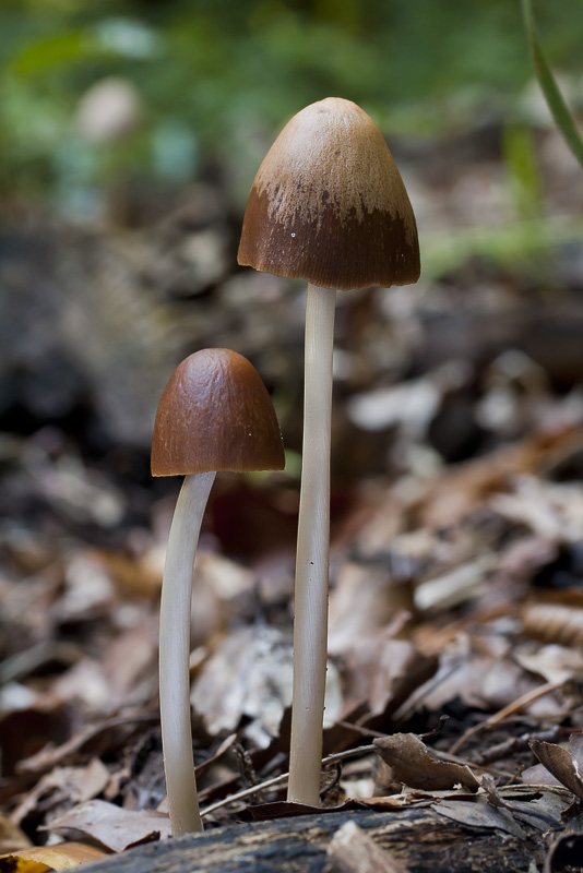 Psathyrella conopilus